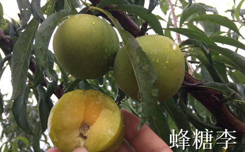云南昆明李子苗價(jià)格__3公分李子樹苗基地報(bào)價(jià)。