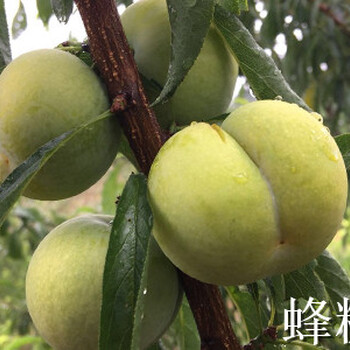 湖北咸寧李子苗基地__極早熟李子樹(shù)苗批發(fā)價(jià)格。