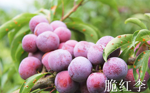 廣西桂林李子苗新品種介紹__高產(chǎn)李子樹苗種植技術(shù)。
