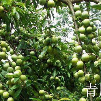 貴州安順李子苗哪里有賣__苗圃李子樹苗培育基地。