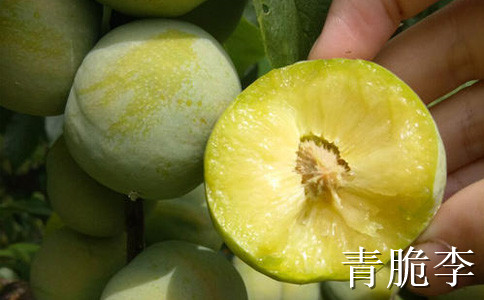 重慶云陽李子苗報價__1-3公分李子樹苗什么時候移栽好？