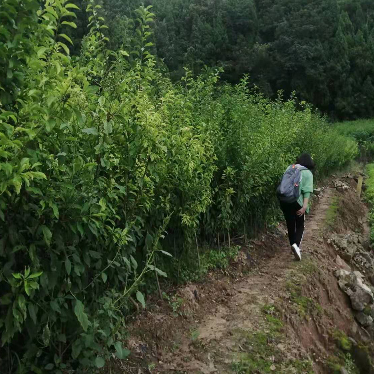貴州李子苗新品種介紹__李子樹(shù)苗種植幾年能掛果？