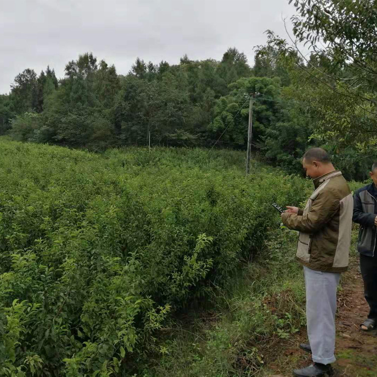 貴州黔西南李子苗哪里有賣(mài)__2公分李子樹(shù)苗繁育基地。