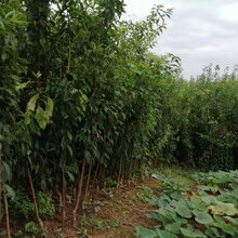 重庆秀山李子苗批发__2020李子树苗种植技术。图片
