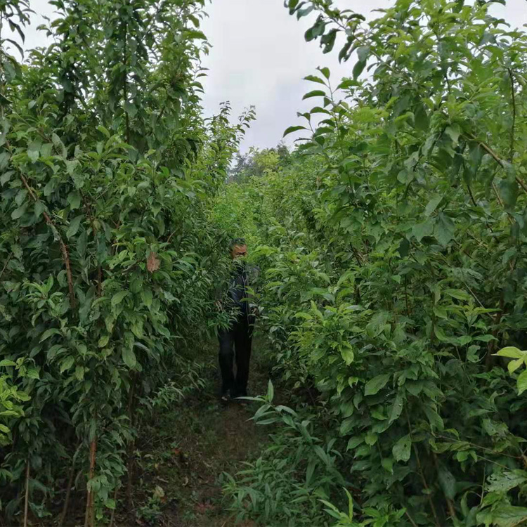 貴州黔西南李子苗哪里有賣(mài)__2公分李子樹(shù)苗繁育基地。