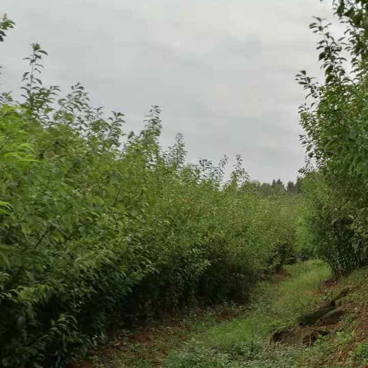 貴州遵義哪里有李子苗批發(fā)__成活率高李子樹苗繁育基地。