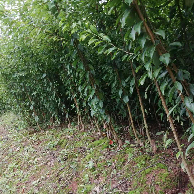 重慶南川李子苗多少錢一棵__零售李子樹苗栽培技術(shù)與管理。