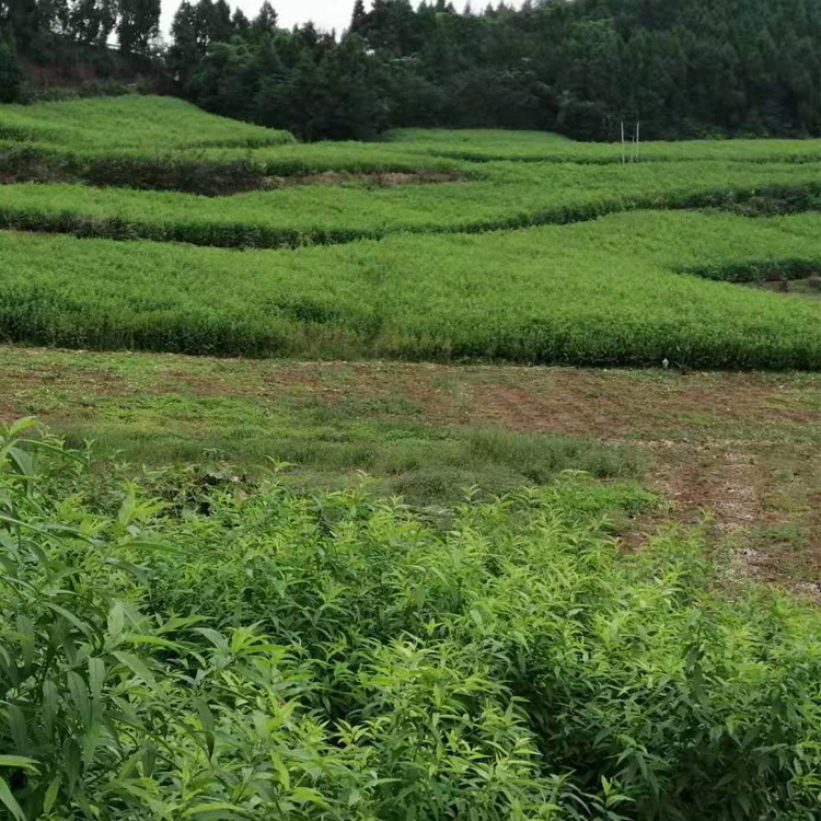 貴州黔南李子苗價(jià)格__早熟李子樹苗幾年結(jié)果。