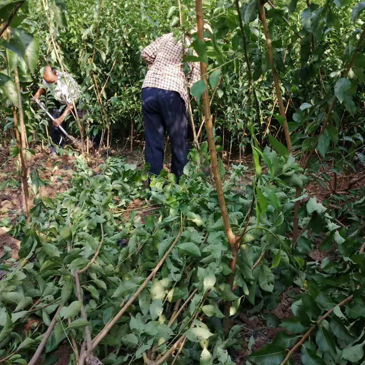 湖南岳陽李子苗木基地__種植李子樹苗批發(fā)價格。