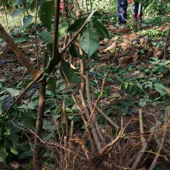 江西李子苗批發(fā)__極早熟李子樹苗繁育基地。
