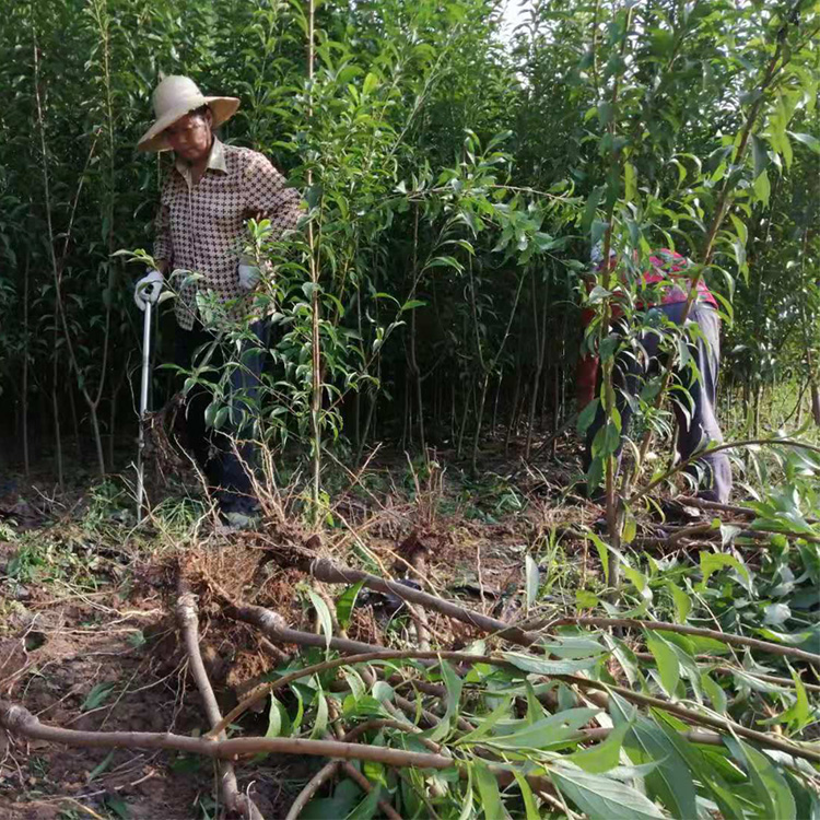 湖北潛江李子苗批發(fā)哪家好__極早熟李子樹苗繁育基地。