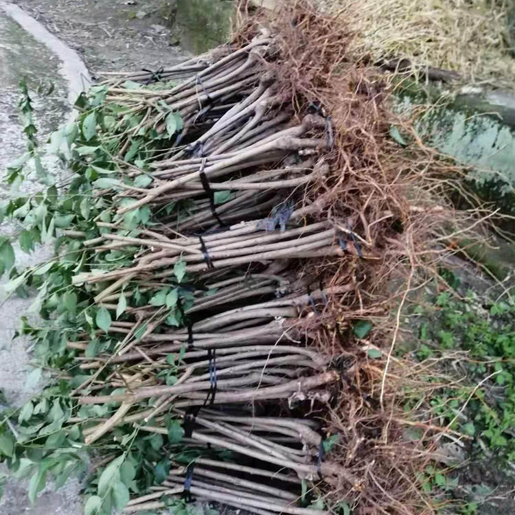 貴州遵義李子苗批發(fā)哪家好__李子樹苗種植技術(shù)。