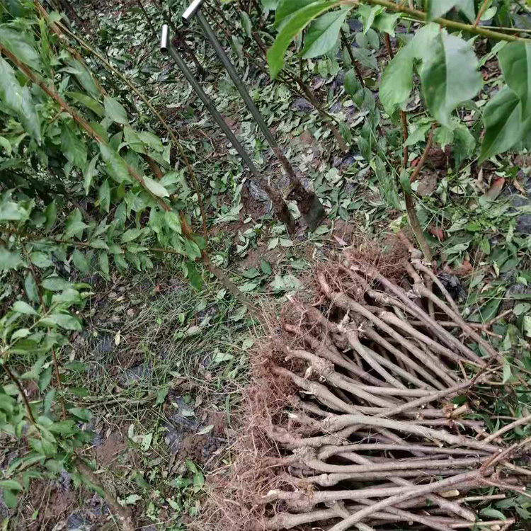 重庆万州哪里有李子苗批发__嫁接李子树苗培育基地。