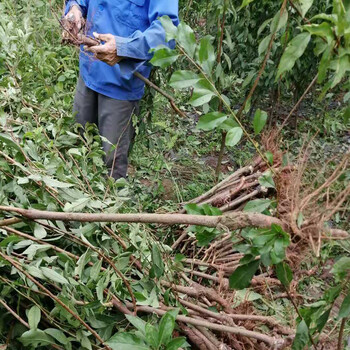 湖北黃石李子苗批發(fā)基地__種植李子樹苗批發(fā)價格。