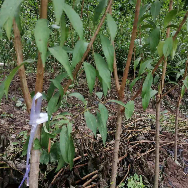 貴州黔南李子苗基地__出售李子樹(shù)苗批發(fā)行情。