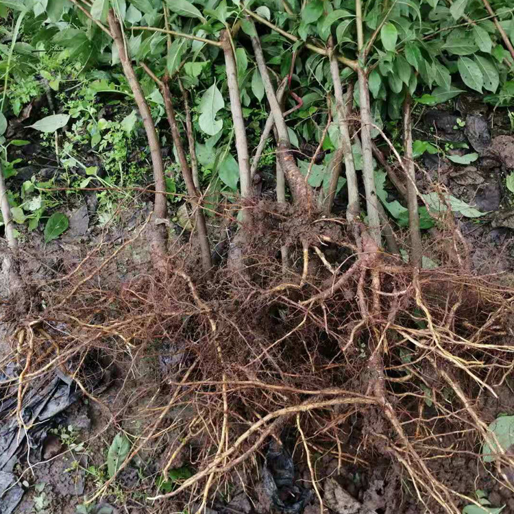 四川成都李子苗多少錢一棵__2年李子樹苗栽培技術與管理。