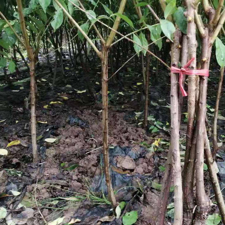 貴州李子苗新品種介紹__李子樹(shù)苗種植幾年能掛果？