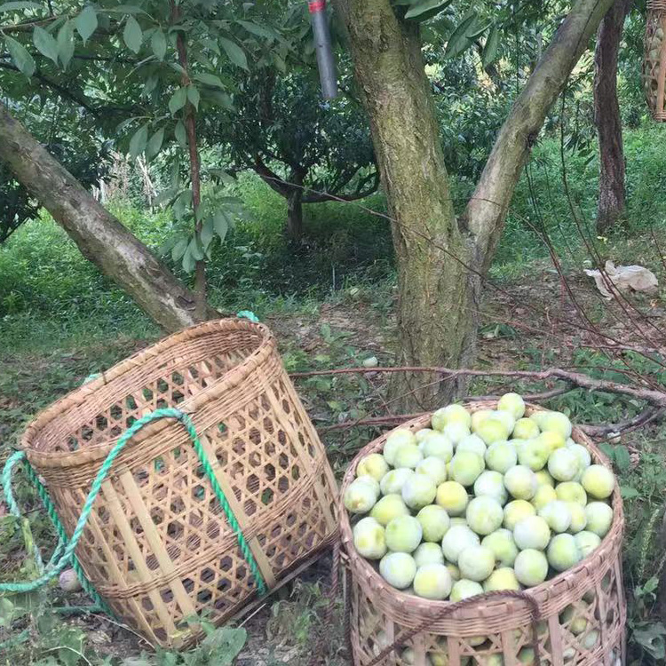 湖南邵阳李子苗价格__成活率高李子树苗繁育基地。