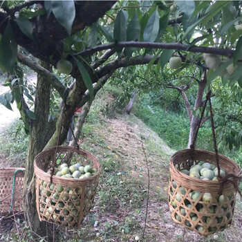 云南昆明李子苗木基地__2公分李子樹苗繁育基地。