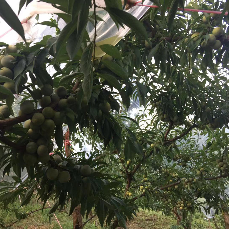湖北潛江李子苗批發(fā)哪家好__極早熟李子樹苗繁育基地。
