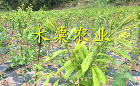 湖南邵陽(yáng)李子苗哪里有賣__2公分李子樹苗繁育基地。