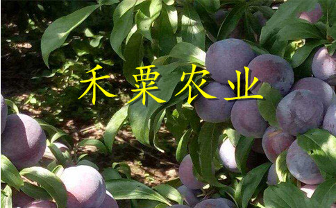 山東李子苗銷售__2019李子樹苗產(chǎn)地。