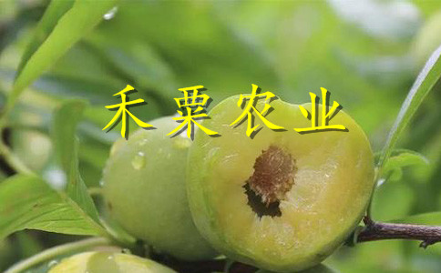 湖南永州李子苗供應(yīng)商__次年掛果李子樹苗李子樹苗種植時(shí)間。