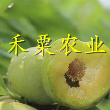 湖北襄樊李子苗多少錢一根苗__1-5公分李子樹苗新品種價格。