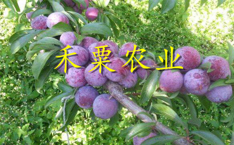 福建哪里有李子苗批發(fā)__極早熟李子樹苗批發(fā)價(jià)格。