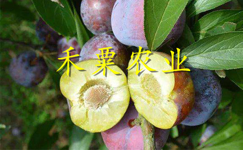 湖南李子苗批發(fā)哪家好__2年李子樹(shù)苗栽培技術(shù)與管理。