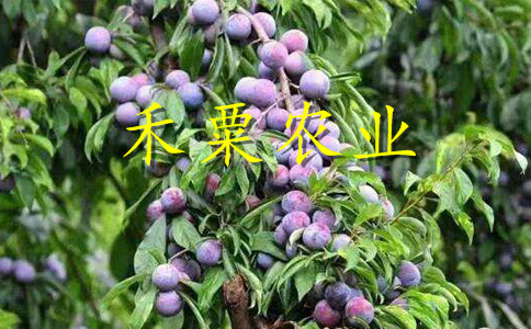 湖北恩施李子苗報(bào)價(jià)__李子樹(shù)苗基地報(bào)價(jià)。