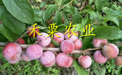 湖南李子苗批發(fā)哪家好__2年李子樹(shù)苗栽培技術(shù)與管理。