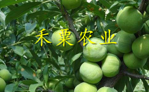 山東李子苗銷售__2019李子樹苗產(chǎn)地。