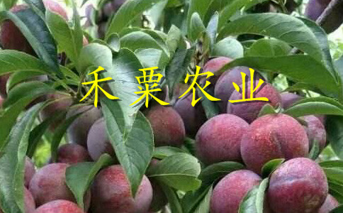 貴州貴陽李子苗價格__新品種李子樹苗批發(fā)行情。