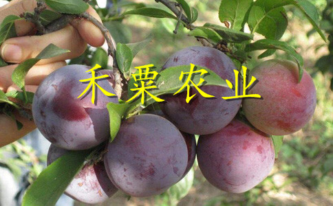 廣西桂林李子苗價格__李子樹苗基地報價。