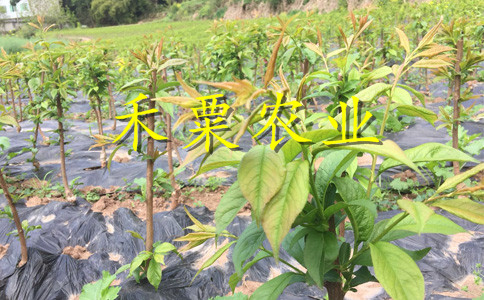 重慶李子苗供應(yīng)商__矮化李子樹苗批發(fā)行情。