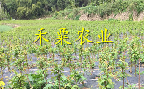 山東李子苗銷售__2019李子樹苗產(chǎn)地。