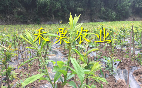 云南昆明李子苗供應(yīng)商__特晚熟李子樹苗廠家。