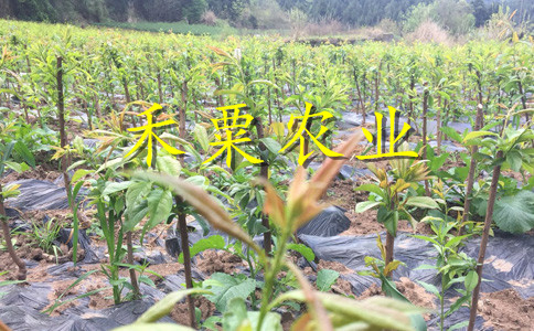 貴州黔西南李子苗新品種介紹__1-5公分李子樹苗新品種價(jià)格。