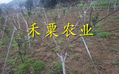 新疆李子苗新品種介紹__零售李子樹苗什么時(shí)候移栽好？