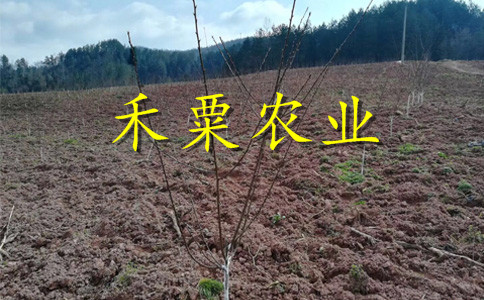 云南昆明李子苗供應(yīng)商__特晚熟李子樹苗廠家。