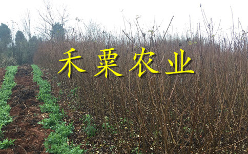 浙江李子苗哪里有賣__投產(chǎn)快李子樹苗產(chǎn)地。