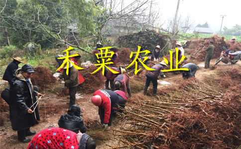 湖南郴州李子苗新品種價(jià)格__投產(chǎn)快李子樹苗產(chǎn)地。