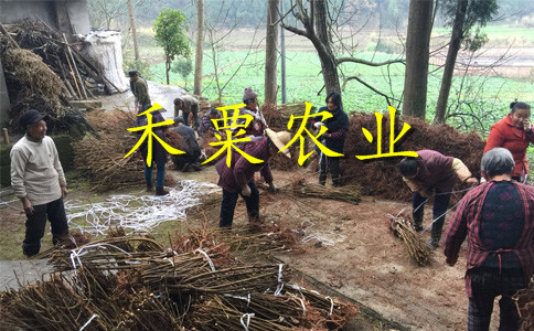 云南曲靖李子苗新品種價格__2年李子樹苗栽培技術(shù)與管理。