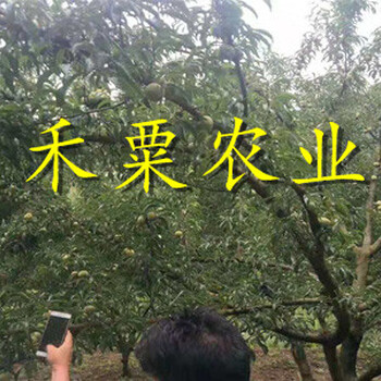貴州畢節(jié)李子苗木基地__晚熟李子樹苗李子樹苗種植時間。