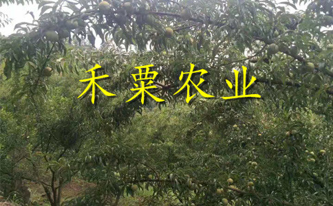 陜西李子苗價格__李子樹苗種植技術(shù)。
