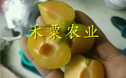 湖北恩施李子苗報(bào)價(jià)__李子樹(shù)苗基地報(bào)價(jià)。