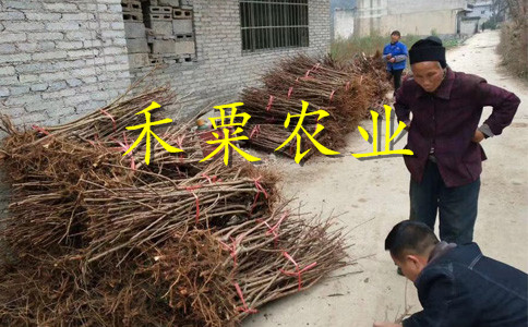 湖北天門李子苗供應(yīng)商__早熟李子樹苗幾年結(jié)果。