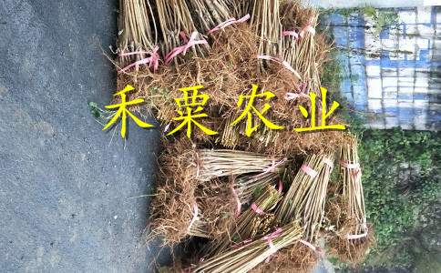 浙江李子苗哪里有賣__投產(chǎn)快李子樹苗產(chǎn)地。