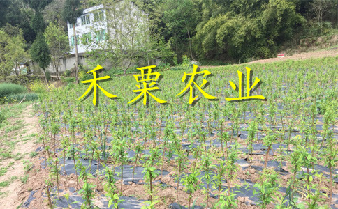 四川眉山李子苗新品種介紹__3公分李子樹苗基地報價。